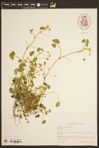 Trifolium subterraneum image