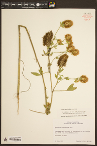 Trifolium vesiculosum image