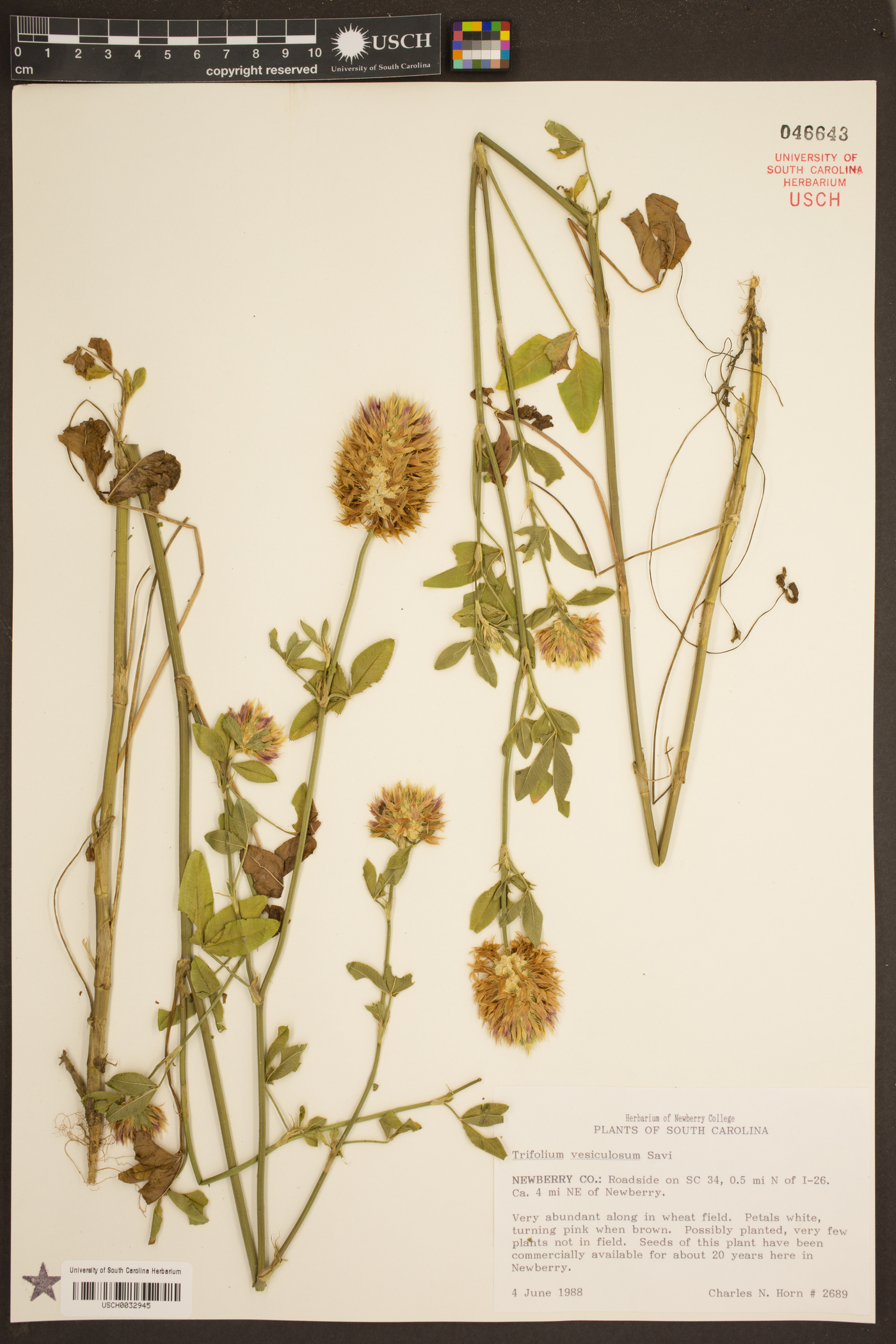 Trifolium vesiculosum image