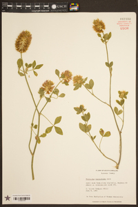 Trifolium vesiculosum image