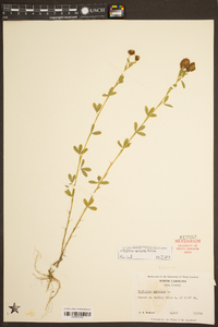 Trifolium aureum image