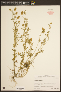 Trifolium arvense image