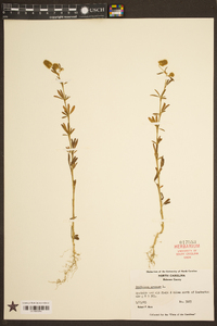 Trifolium arvense image