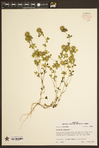 Trifolium lappaceum image