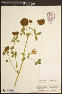 Trifolium reflexum image