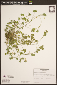 Trifolium subterraneum image