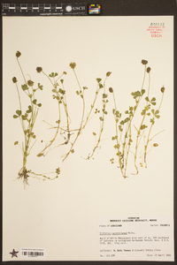 Trifolium carolinianum image