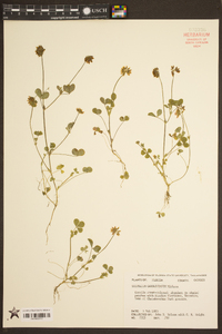 Trifolium carolinianum image