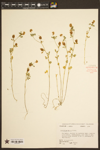 Trifolium dubium image