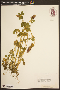 Trifolium incarnatum image