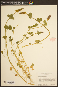 Trifolium incarnatum image