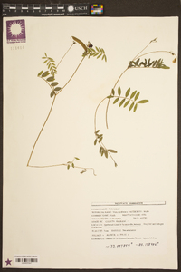 Vicia caroliniana image