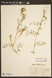 Vicia caroliniana image