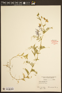 Vicia villosa subsp. varia image