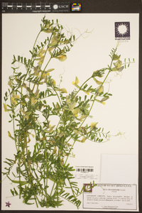 Vicia grandiflora image