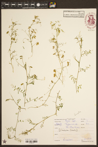 Vicia hirsuta image