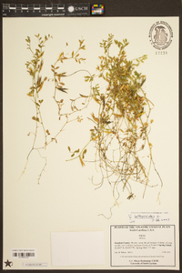 Vicia lathyroides image