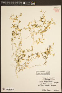 Vicia lathyroides image