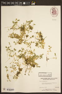 Vicia lathyroides image