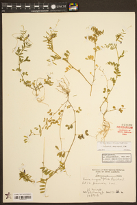 Vicia sativa subsp. nigra image