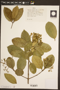 Viburnum odoratissimum image