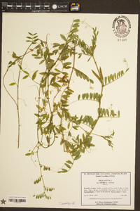 Vicia sativa subsp. nigra image