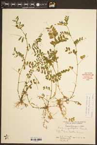 Vicia sativa subsp. nigra image