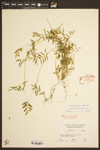 Vicia sativa subsp. nigra image