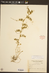 Vicia sativa subsp. nigra image