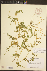 Vicia sativa subsp. nigra image