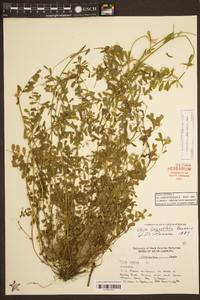 Vicia sativa subsp. nigra image