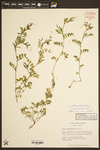 Vicia sativa subsp. nigra image