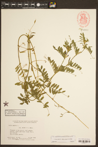 Vicia sativa subsp. nigra image