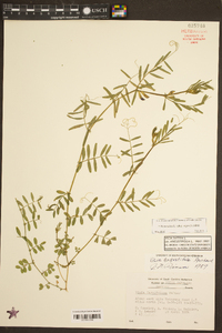 Vicia sativa subsp. nigra image