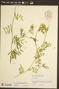 Vicia sativa subsp. nigra image