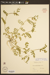 Vicia sativa subsp. nigra image