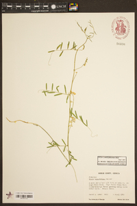 Vicia caroliniana image