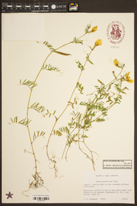 Vicia grandiflora image