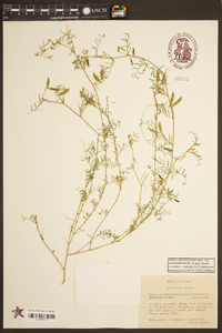 Vicia ludoviciana image