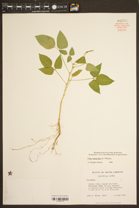 Vigna unguiculata image