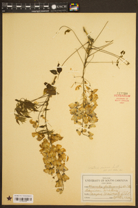 Wisteria sinensis image