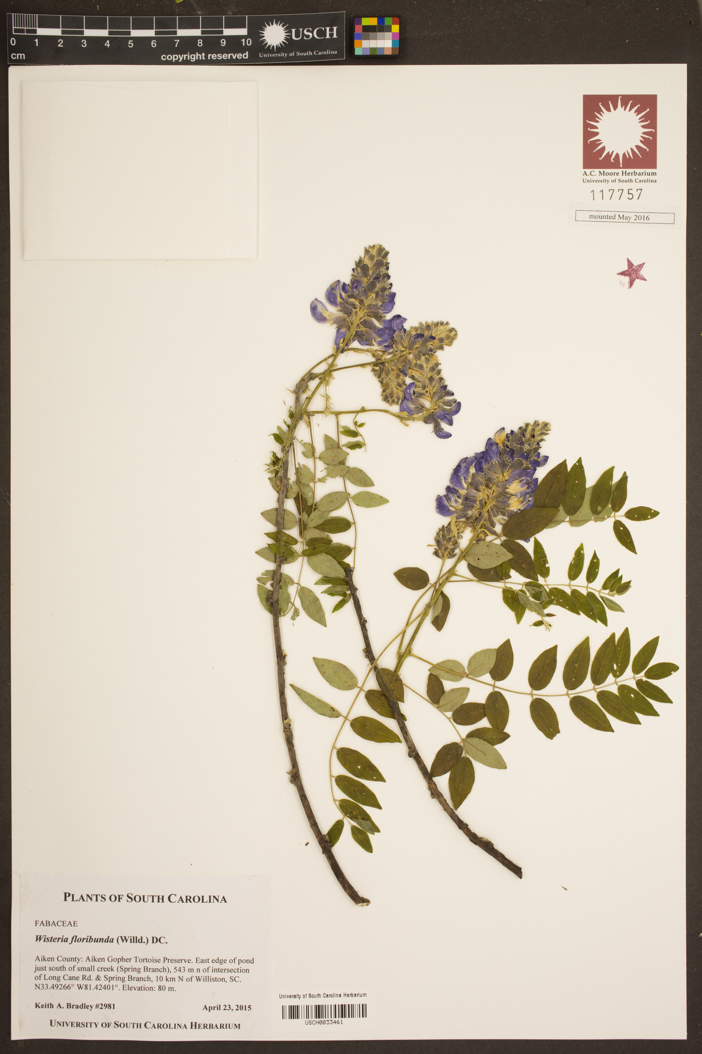 Wisteria floribunda image