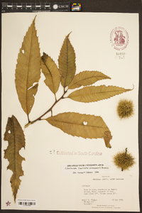 Castanea dentata image