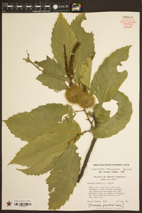 Castanea mollissima image