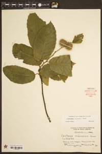 Castanea mollissima image