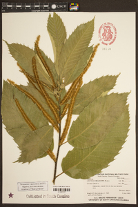 Castanea mollissima image