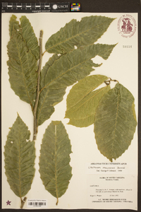 Castanea mollissima image