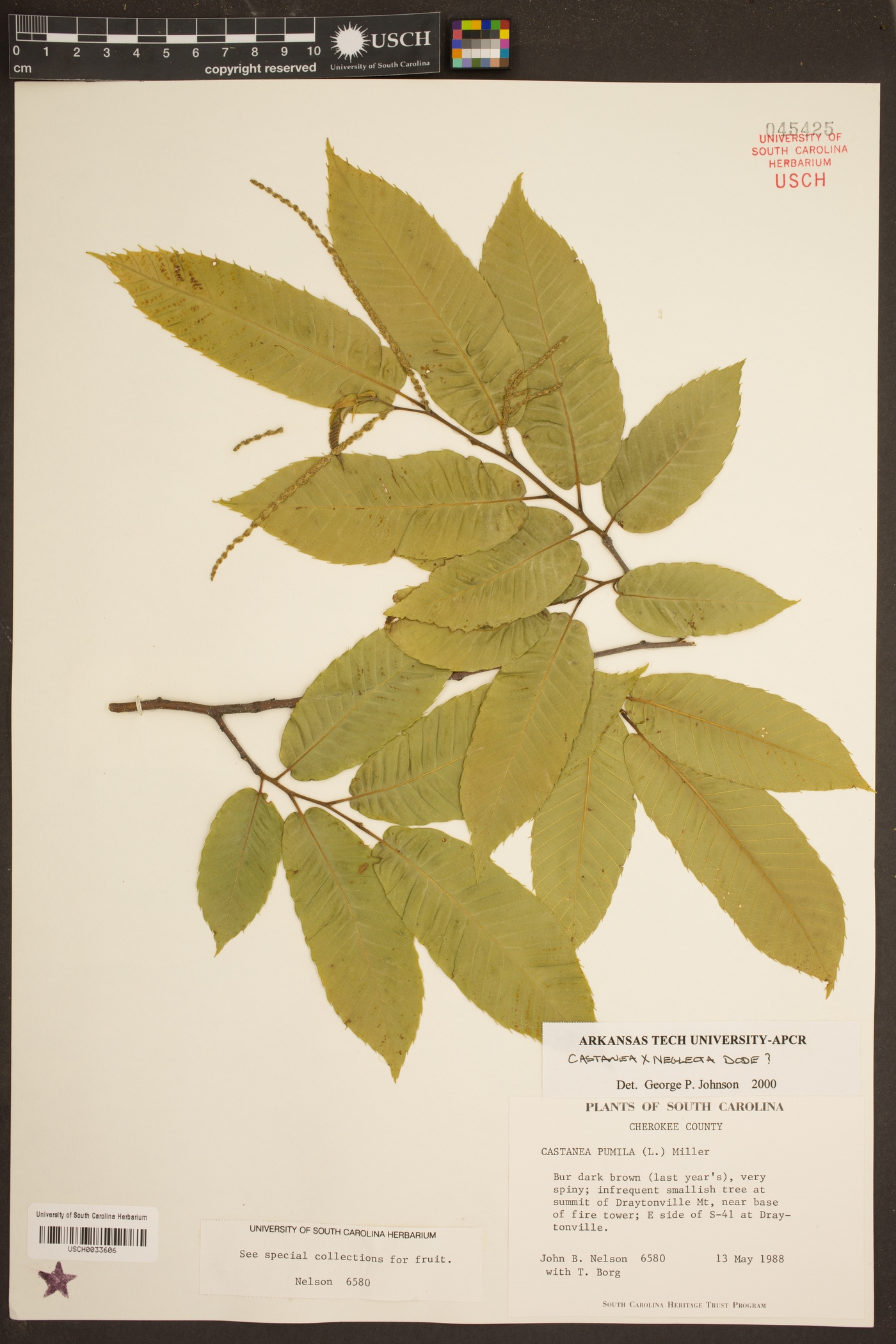 Castanea neglecta image