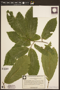 Castanea dentata image