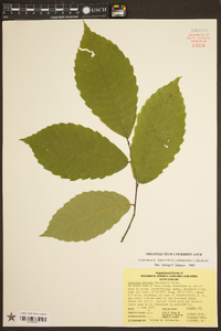 Castanea dentata image